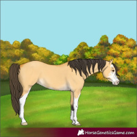Horse Color:Buckskin Dun Sabino 