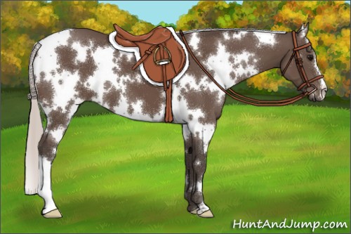 Horse Color:White Spotted Silver Black