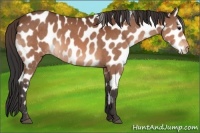 Horse Color:Bay Sabino Near Leopard 