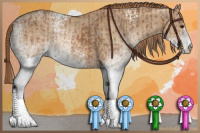 Horse Color:White Spotted Chestnut Rabicano and White Spotted Red Dun Rabicano