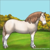 Horse Color:Amber Champagne Roan Pearl Splash Rabicano