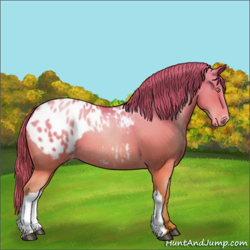Horse Color:Bay Pearl Appaloosa 