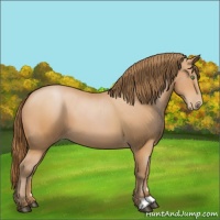 Horse Color:Bay Pearl 