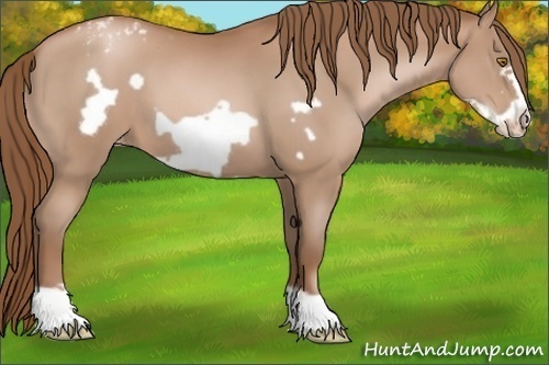 Horse Color:Bay Pearl Frame Appaloosa 