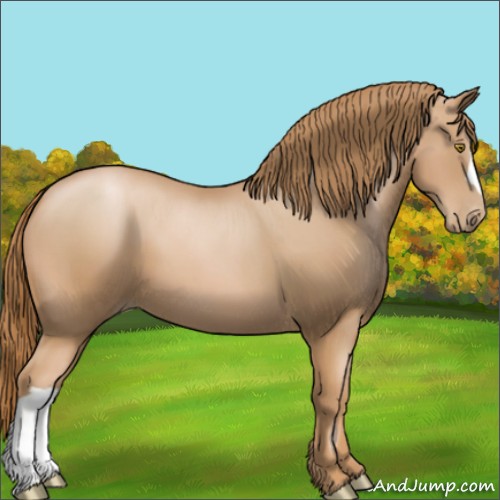 Horse Color:Chestnut Pearl