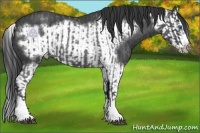 Horse Color:Blue Roan Sabino Splash  and Blue Roan Sabino Splash Frame 