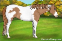 Horse Color:Chestnut Tobiano Frame Appaloosa
