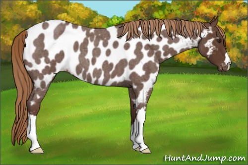 Horse Color:Liver Red Roan Near Leopard 