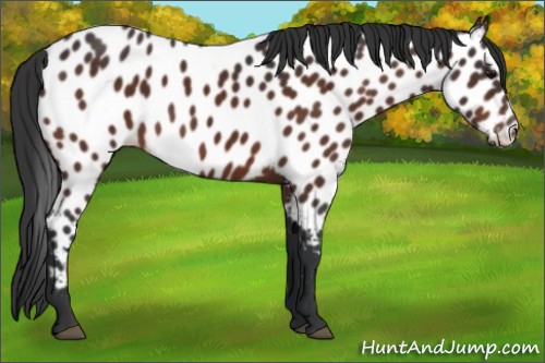 Horse Color:Bay Appaloosa 