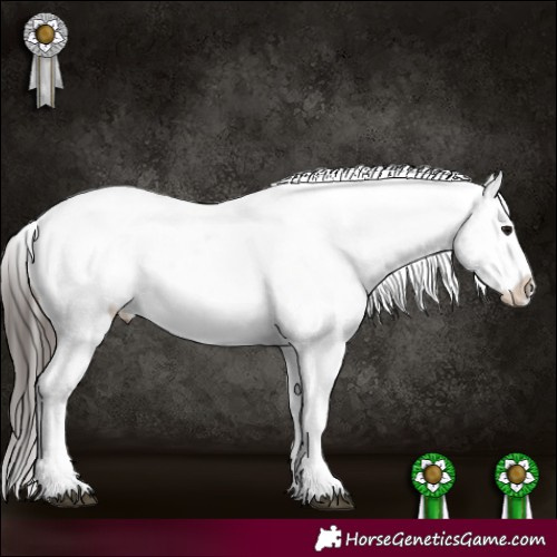 Horse Color:White Spotted Brown Appaloosa 