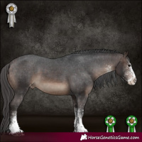 Horse Color:White Spotted Brown Appaloosa 