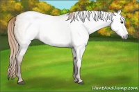 Horse Color:Gray Red Dun