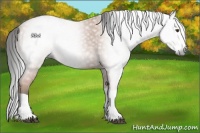 Horse Color:Gray Bay Splash 