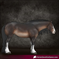 Horse Color:White Spotted Brown 