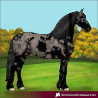 Horse Color:Void White Spotted Grullo Splash