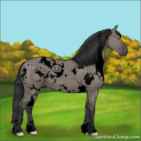 Horse Color:Void White Spotted Grullo 
