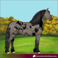 Horse Color:Void White Spotted Grullo 