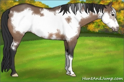 Horse Color:Brown Dun Frame 