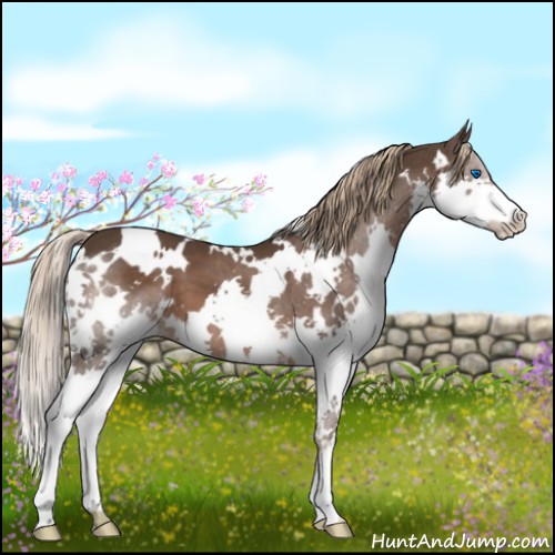 Horse Color:White Spotted Liver Chestnut Splash 