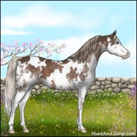 Horse Color:White Spotted Liver Chestnut Splash 