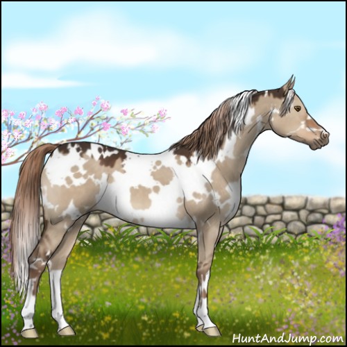 Horse Color:White Spotted Liver Red Dun 