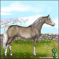 Horse Color:White Spotted Liver Red Dun Sabino 