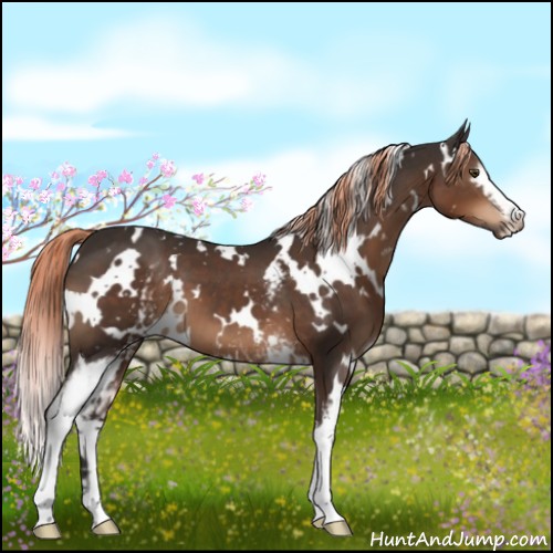 Horse Color:White Spotted Liver Chestnut 