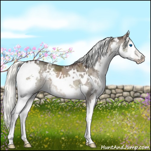 Horse Color:White Spotted Liver Red Dun Splash 