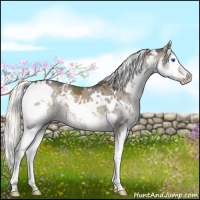 Horse Color:White Spotted Liver Red Dun Splash 