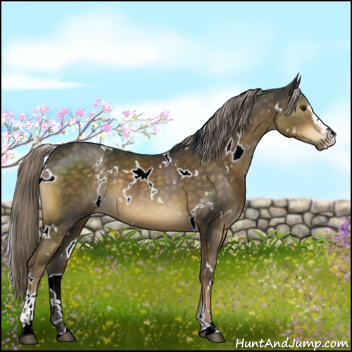 Horse Color:White Spotted Chocolate Palomino Sabino