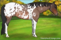 Horse Color:Bay Roan Tobiano Blanket 