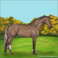 Horse Color:Silver Brown Dun 