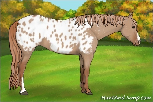 Horse Color:Red Dun Appaloosa 