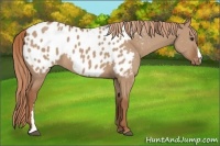 Horse Color:Red Dun Appaloosa