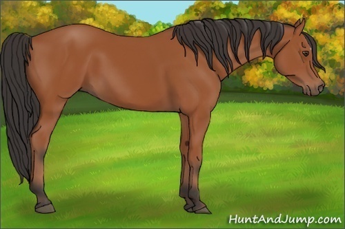 Horse Color:Bay 