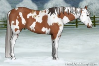 Horse Color:Bay  and Buckskin Sabino 