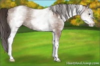 Horse Color:White Spotted Classic Champagne Roan 
