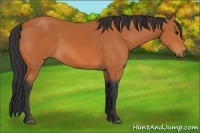 Horse Color:Bay Frame 