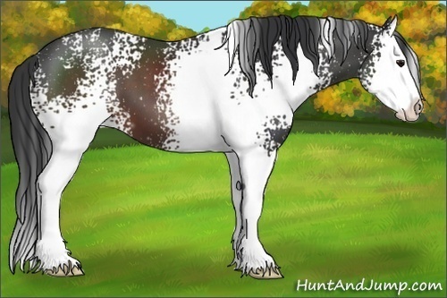 Horse Color:White Spotted Brown Splash 