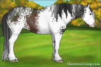 Horse Color:White Spotted Brown Splash 