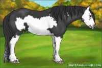 Horse Color:Black Splash Frame 