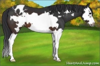 Horse Color:Brown Splash Frame Appaloosa 