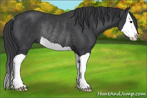 Horse Color:Black Splash Rabicano 