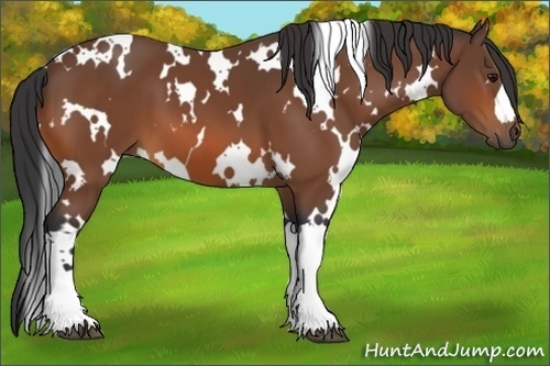 Horse Color:White Spotted Bay