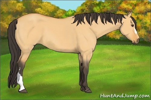 Horse Color:Buckskin Dun