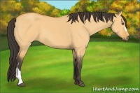 Horse Color:Buckskin Dun 