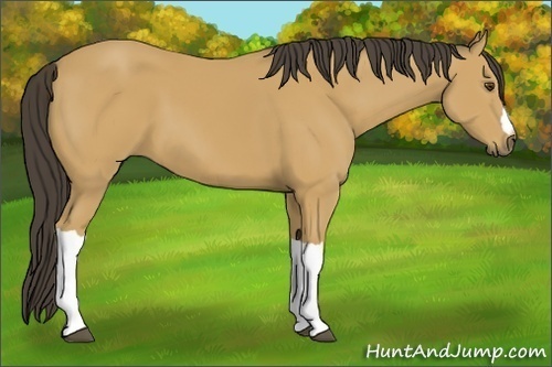 Horse Color:Buckskin 