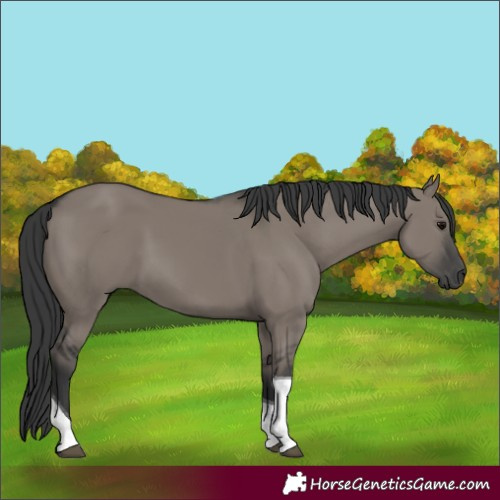 Horse Color:Grullo Tobiano