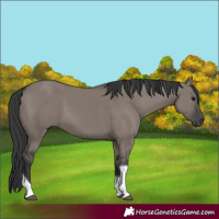 Horse Color:Grullo Tobiano