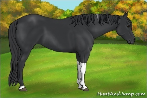 Horse Color:Black Tobiano Rabicano